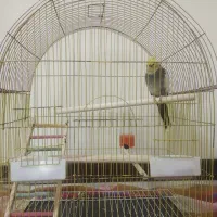 عروس هلندی سخنگو