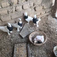 کبوتر کفتر طوقی فروش برای کربلا  فوری