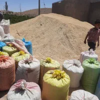 جو سفید و درجه یک و ارزان