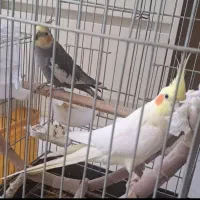 عروس هلندی