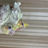 جوجه عروس هلندی سرلاکی و گرینچیک