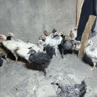 جوجه محلی