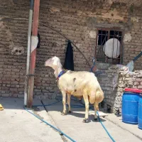 بره قوچ پلنگی