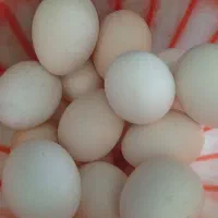 تخم مرغ محلی ارگانیک