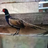 مرغ و خروس آمریکایی