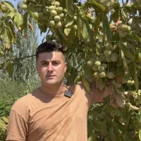 فروش نهال صنوبر پسته زیتون سنجد گردو بادام به سیب