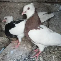 کبوتر طوقی