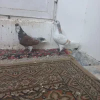 کفتر کبوتر چپ هفرنگ ساده هفرنگ  شیرازی  عودیی