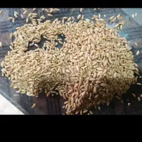 گندم دیم تمیز مشهد