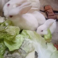 سفید چشم قرمز