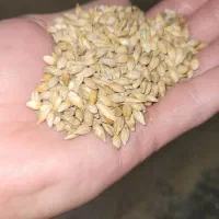 جوخارجی روس