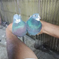 کبوترپرشی