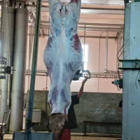 خریدار گاو اورژانسی .گوساله چاق