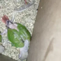 جفت گرینچیک طوطی با جوجه