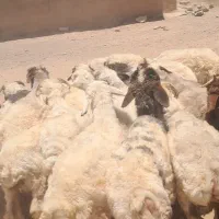 باسلام بره سفیدنر چیده شده