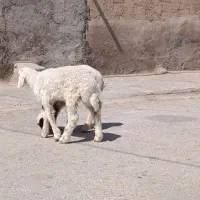 بره نر ماده جهت فروش شرط علف خورهستند