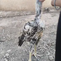 خروس لاری جوجه خروس لاری  طاق با خروس محلی