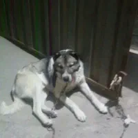 سگ سراب خراسانی
