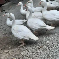فروش  اردک خارجی