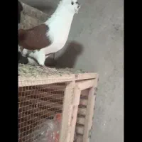 کبوتر پرنده