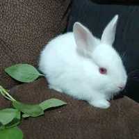 خرگوش|موش و خرگوش|اصفهان, گلستان|دیوار