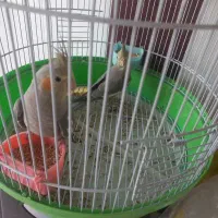 عروس