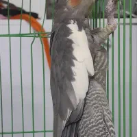 عروس هلندی