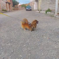 سگ پاکوتاه ماده