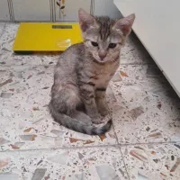 واگذاری بچه گربه