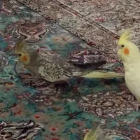 عروس هلندی گمشده