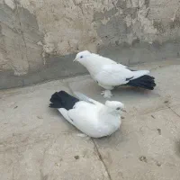 کبوتر دم‌سیاه دمسیاه