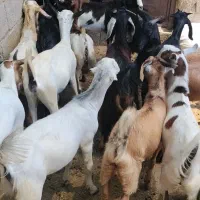 کهره نر و بز با قصابی خود بندرعباس