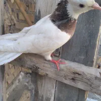 کبوتر طوقی  ماده