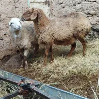 میش آبستن  جوان شیره دار