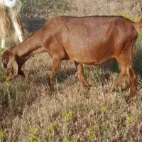 بز شیرده