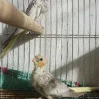 عروس هلندی