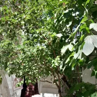 خانه کلنگی