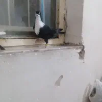 ستا کفتر|پرنده|چناران, |دیوار