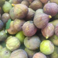 انجیر|خوردنی و آشامیدنی|ارومیه, |دیوار