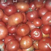 گوجه محلی تازه 60