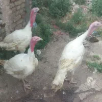 بوقلمون