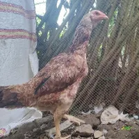 مرغ لاری اصیل