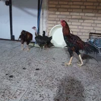 مرغ و خروس لاری اوشامو