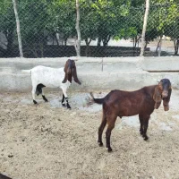 بز پاکستانی اصل
