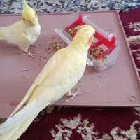 عروس هلندی