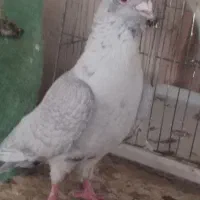 ۱یلیون پانصد