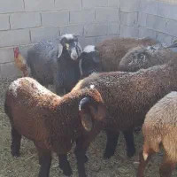 گوسفند مطفل رامشیر