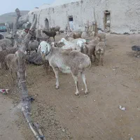 قوچ چینی نوبخت، درشت وقلمدار