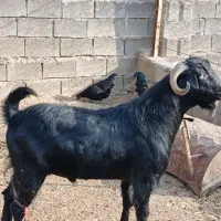 چبوش