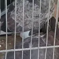 باخت رفته